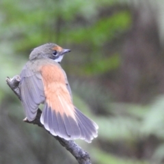 Rhipidura rufifrons (Rufous Fantail) at Bundanoon - 10 Feb 2024 by HelenCross