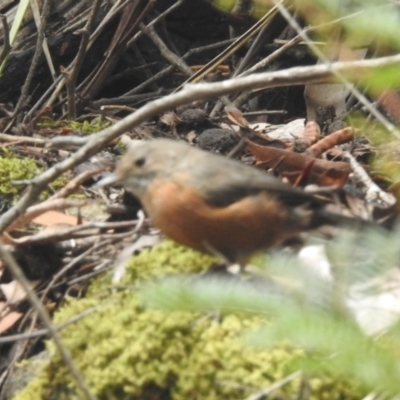 Origma solitaria (Rockwarbler) at Wingecarribee Local Government Area - 10 Feb 2024 by HelenCross