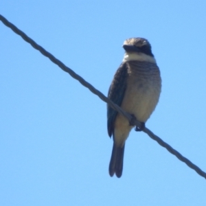 Todiramphus sanctus at Lions Youth Haven - Westwood Farm A.C.T. - 11 Feb 2024 11:45 AM