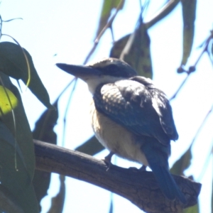 Todiramphus sanctus at Lions Youth Haven - Westwood Farm A.C.T. - 11 Feb 2024 11:45 AM