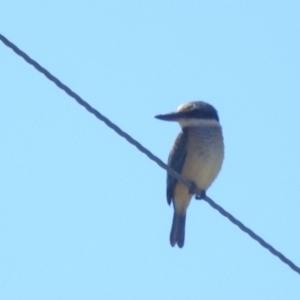 Todiramphus sanctus at Lions Youth Haven - Westwood Farm A.C.T. - 11 Feb 2024 11:45 AM