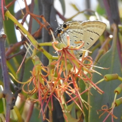 Jalmenus ictinus (Stencilled Hairstreak) at Lions Youth Haven - Westwood Farm A.C.T. - 11 Feb 2024 by HelenCross