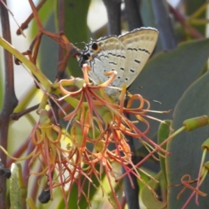 Jalmenus ictinus at Lions Youth Haven - Westwood Farm A.C.T. - 11 Feb 2024