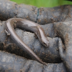 Hemiergis talbingoensis (Three-toed Skink) at QPRC LGA - 25 Oct 2020 by arjay