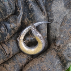 Hemiergis talbingoensis at QPRC LGA - 25 Oct 2020