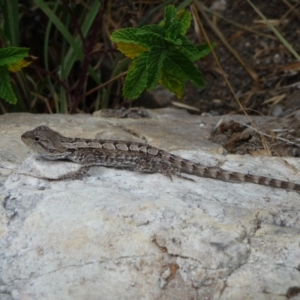 Amphibolurus muricatus at QPRC LGA - suppressed