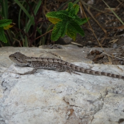 Unidentified Dragon at Charleys Forest, NSW - 19 Jan 2014 by arjay