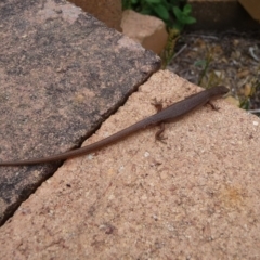 Saproscincus mustelinus (Weasel Skink) at Mongarlowe River - 22 Dec 2013 by arjay