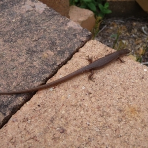 Saproscincus mustelinus at QPRC LGA - 22 Dec 2013