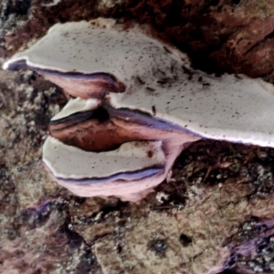 Ganoderma sp. (Ganoderma sp.) at Kianga, NSW - 11 Feb 2024 by Teresa