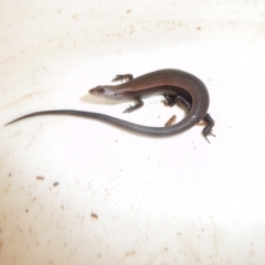 Lampropholis delicata (Delicate Skink) at Mongarlowe River - 15 Jan 2011 by arjay