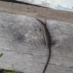 Lampropholis guichenoti at QPRC LGA - suppressed