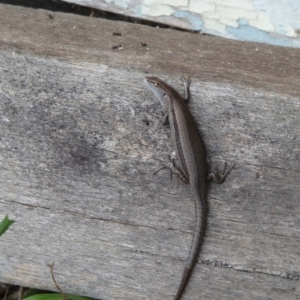 Lampropholis guichenoti at QPRC LGA - suppressed