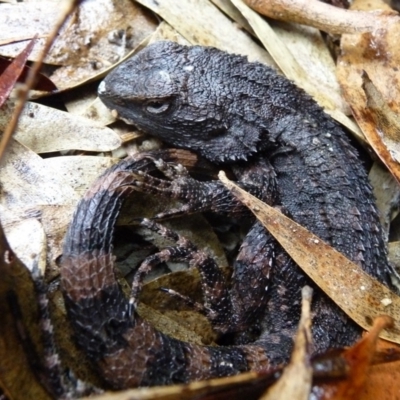 Unidentified Dragon at Charleys Forest, NSW - 11 Mar 2016 by arjay