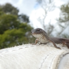 Saproscincus mustelinus (Weasel Skink) at Mongarlowe River - 21 Jun 2022 by arjay