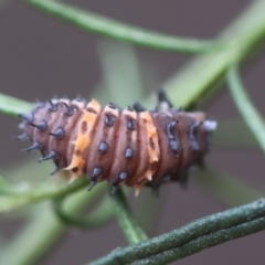 Coccinella transversalis (Transverse Ladybird) at Hughes Grassy Woodland - 10 Feb 2024 by LisaH