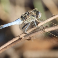Orthetrum caledonicum (Blue Skimmer) at Red Hill to Yarralumla Creek - 8 Feb 2024 by LisaH