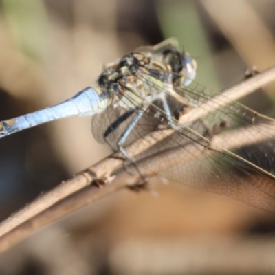 Orthetrum caledonicum (Blue Skimmer) at Red Hill to Yarralumla Creek - 8 Feb 2024 by LisaH