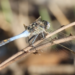 Orthetrum caledonicum at Red Hill to Yarralumla Creek - 8 Feb 2024 06:39 PM