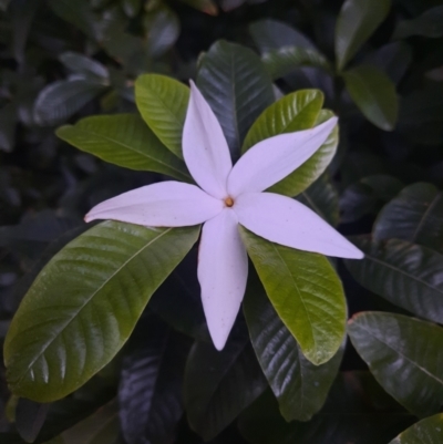 Unidentified Plant at Port Douglas, QLD - 25 Jul 2023 by MB