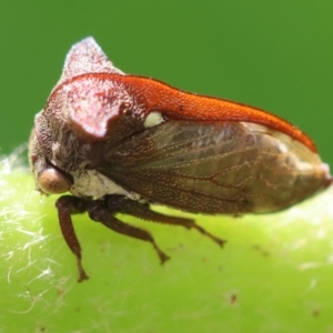 Acanthuchus trispinifer at Hughes, ACT - suppressed