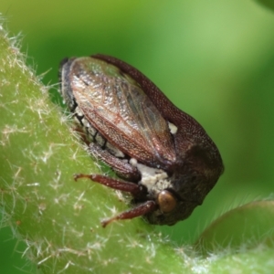 Acanthuchus trispinifer at Hughes, ACT - suppressed