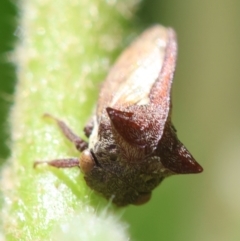 Acanthuchus trispinifer at Hughes, ACT - suppressed