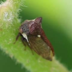 Acanthuchus trispinifer at Hughes, ACT - suppressed