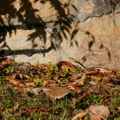 Unidentified Snake at Cooktown, QLD - 28 Jul 2023 by MB