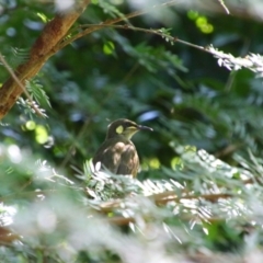 Meliphaga notata (Yellow-spotted Honeyeater) at Cooktown, QLD - 28 Jul 2023 by MB