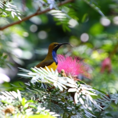 Cinnyris frenatus (Sahul Sunbird) at Cooktown, QLD - 28 Jul 2023 by MB