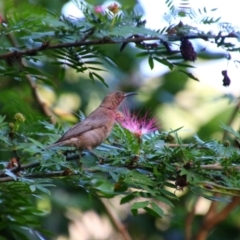 Myzomela obscura (Dusky Honeyeater) at Cooktown, QLD - 27 Jul 2023 by MB