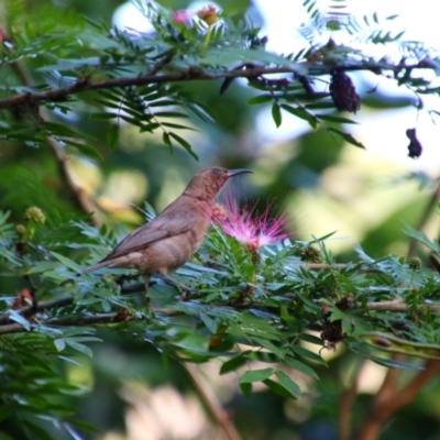 Myzomela obscura (Dusky Honeyeater) at Cooktown, QLD - 27 Jul 2023 by MB