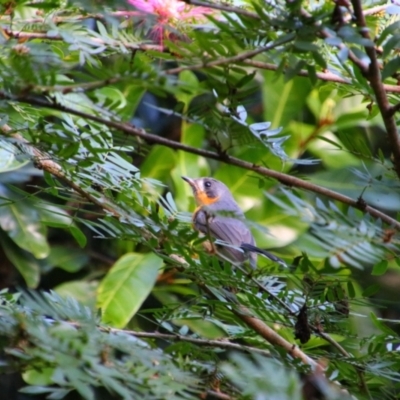 Symposiachrus trivirgatus (Australian Spectacled Monarch) at Cooktown, QLD - 28 Jul 2023 by MB
