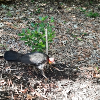 Alectura lathami (Australian Brush-turkey) at Cooktown, QLD - 28 Jul 2023 by MB