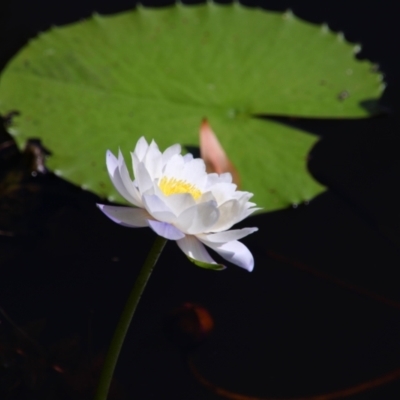 Nymphaea sp. (Waterlily) at Cooktown, QLD - 27 Jul 2023 by MB