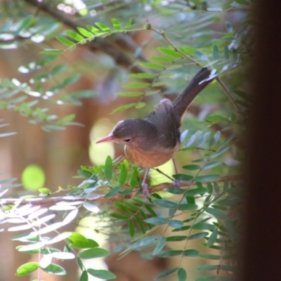 Colluricincla rufogaster (Rufous Shrikethrush) at Cooktown, QLD - 29 Jul 2023 by MB