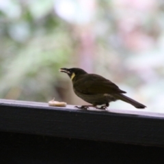 Meliphaga lewinii (Lewin's Honeyeater) at Lake Eacham, QLD - 30 Jul 2023 by MB