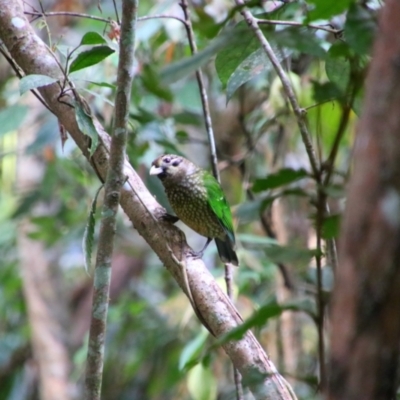 Ailuroedus maculosus (Spotted Catbird) at Lake Eacham, QLD - 30 Jul 2023 by MB