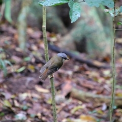 Heteromyias cinereifrons (Grey-headed Robin) at Crater Lakes National Park - 31 Jul 2023 by MB