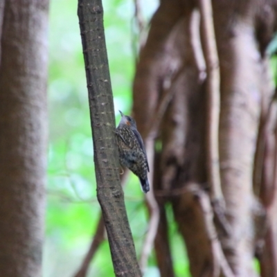 Cormobates leucophaea (White-throated Treecreeper) at Crater Lakes National Park - 31 Jul 2023 by MB