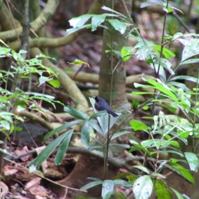 Symposiachrus trivirgatus (Australian Spectacled Monarch) at Crater Lakes National Park - 31 Jul 2023 by MB
