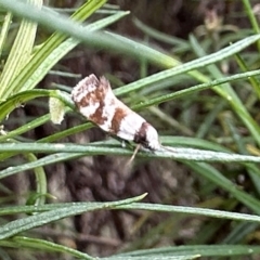 Isomoralla gephyrota (A Concealer moth) at Mount Ainslie - 10 Feb 2024 by Pirom