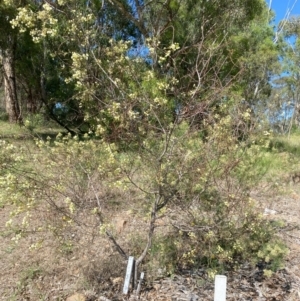 Acacia genistifolia at Red Hill to Yarralumla Creek - 12 Feb 2024 04:55 PM