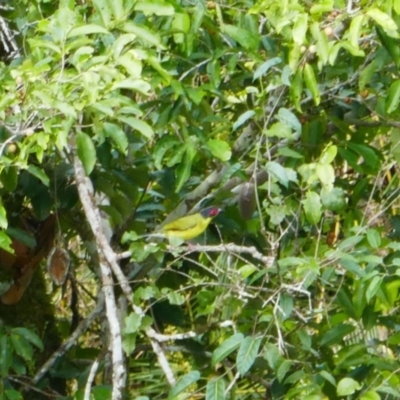 Sphecotheres vieilloti (Australasian Figbird) at Wooroonooran National Park - 1 Aug 2023 by MB