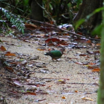 Chalcophaps longirostris (Pacific Emerald Dove) at Djiru National Park - 1 Aug 2023 by MB