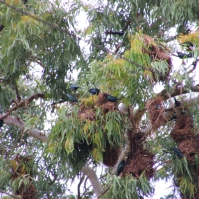 Aplonis metallica (Metallic Starling) at Wongaling Beach, QLD - 2 Aug 2023 by MB