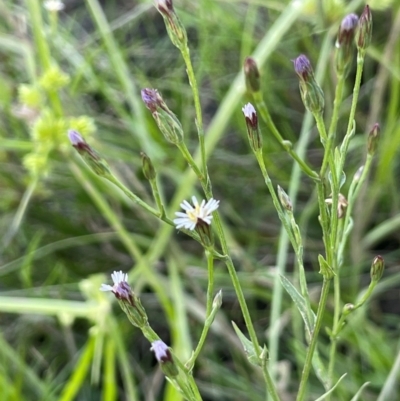 Symphyotrichum subulatum (Wild Aster, Bushy Starwort) at Numeralla, NSW - 11 Feb 2024 by JaneR