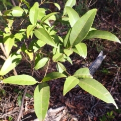 Notelaea venosa (Large Mock Olive) at Mittagong, NSW - 11 Feb 2024 by plants