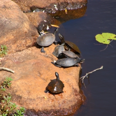 Unidentified Turtle at Ingham, QLD - 3 Aug 2023 by MB